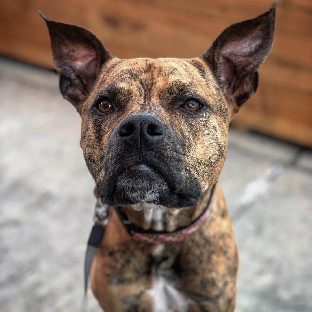 ケイ・パナベイカーのインスタグラム：「So my boyfriend has a pretty perfect dog. And I love to take photos of her. He then tries to take credit for my cute photos. Feel free to like this picture and follow all of the other cute pictures I take of her on her own account, @adognamedberger - special thanks to @d_peach3z for the use of his superior phone to take pictures of her」