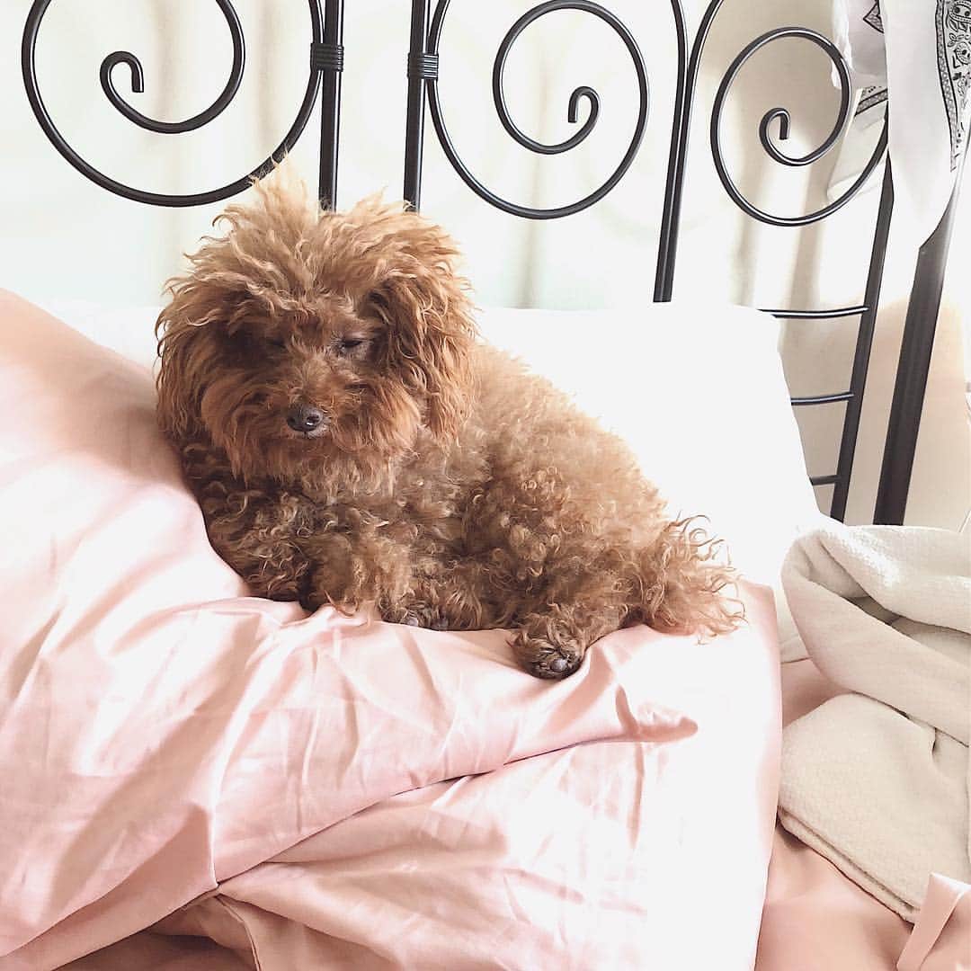 Loganのインスタグラム：「Mama has new sheets I has smol feets」