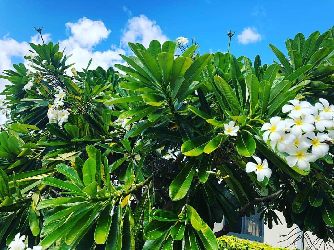 東海大学（公式）さんのインスタグラム写真 - (東海大学（公式）Instagram)「【🌺ハワイ東海インターナショナルカレッジのご紹介🌺】 皆さんはハワイに東海大学の海外教育機関があることをご存知ですか? オアフ島西部のカポレイ地区にHawaii Tokai International Collegeがあります✨ HTICでは国際色豊かな環境の中で将来のために必要な多くのことを学ぶことができます👍 興味がある方はぜひHPをご覧ください😊💕 http://htic.pr.tokai.ac.jp/ #東海大学#HTIC#hawaii#global」11月13日 13時48分 - tokai_univ_