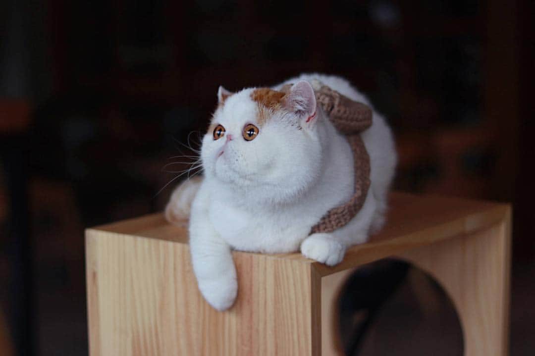 のインスタグラム：「“I think I am the cutest little fur ball🧶”」