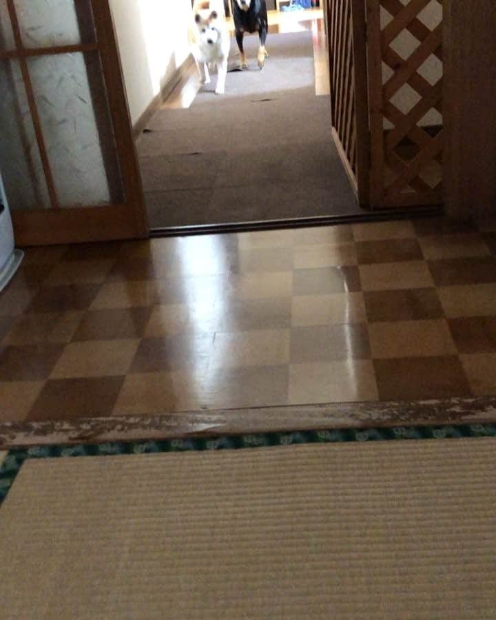 摂津颯登のインスタグラム：「昨日は久しぶりに秋田の実家へ。 犬に癒されてきました。。。」