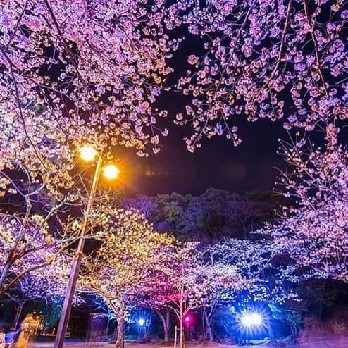 LDL TRAVEL 公式のインスタグラム：「📍:Miyazaki / Japan﻿ .﻿ ライトアップされた桜の名所、延岡場跡🌸﻿ .﻿ 夜桜を見ながらゆっくりお散歩したいな﻿ .﻿ .﻿ . ✈︎ @takafumi9999﻿ .﻿ . ﻿ #宮崎県 #延岡 #延岡城跡」