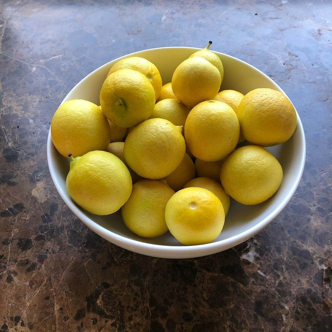 シーマス・デヴァーさんのインスタグラム写真 - (シーマス・デヴァーInstagram)「When life gives you Lemons... look closely because they might actually be fully ripened Limes. Now go make some margaritas, stupid.」11月14日 1時27分 - seamuspatrickdever