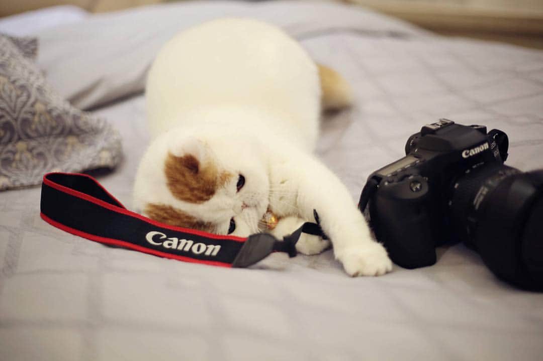 snoopyさんのインスタグラム写真 - (snoopyInstagram)「fluffy.. . . . . . . #catsofinstagram  #catstagram  #cats_of_instagram」11月14日 3時04分 - snoooopybabe