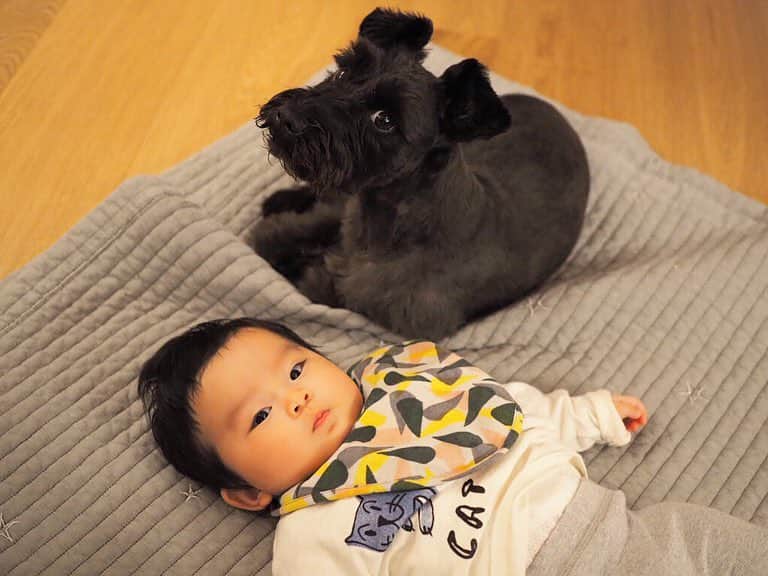 HALCALIのインスタグラム：「最近仲良しな2人👶🏻🌚キックやお触りされても怒らないでいてくれる、案外優しいペペ兄。むすめもペペを目で追って嬉しそうにするようになった！動くぬいぐるみって感じかな😂寄り添ってお昼寝する姿が可愛すぎてずっと見ちゃう😇😇一緒に遊べるようになるのが楽しみだね❣️ #黒シュナ #ボクと妹」