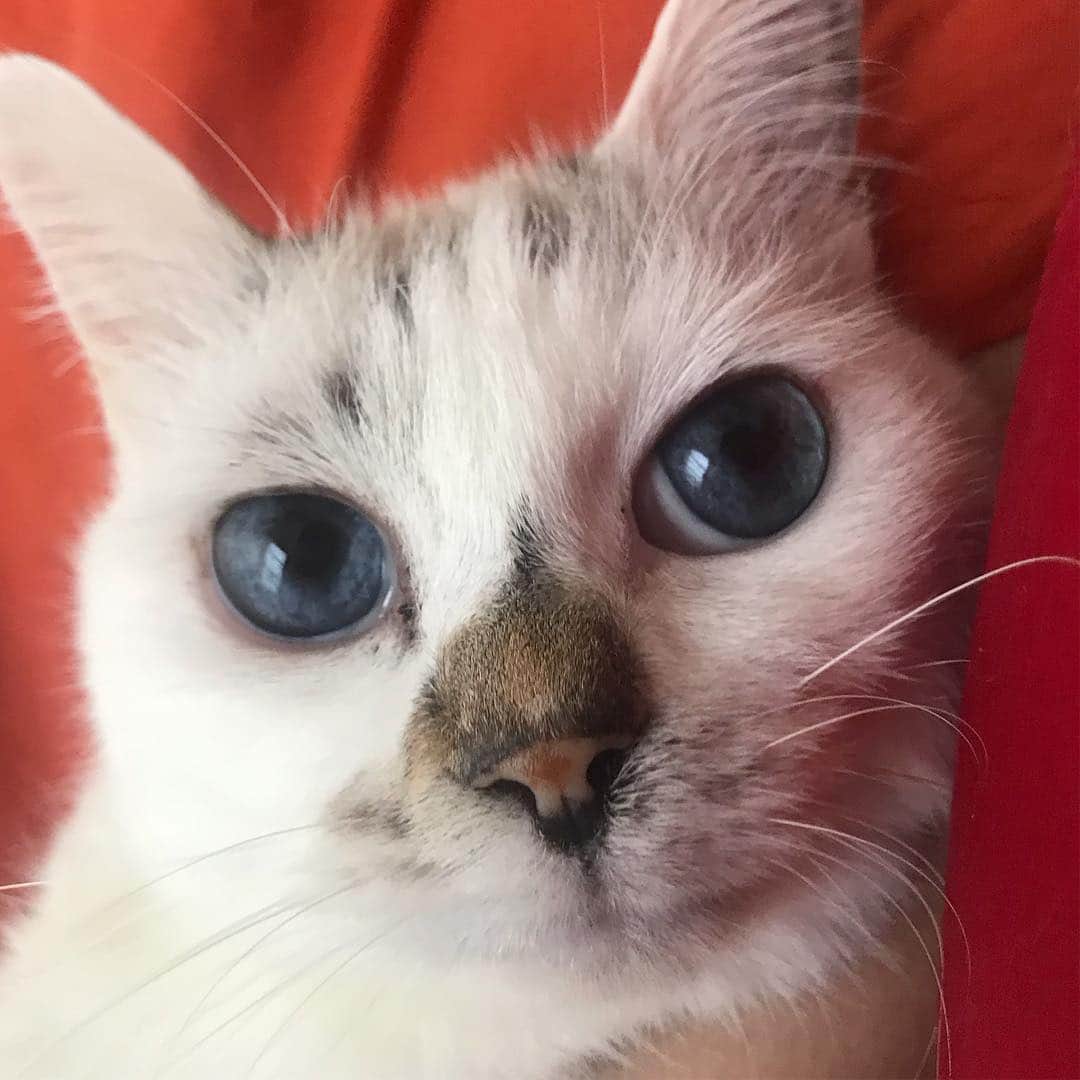 naoko nakuiのインスタグラム：「#ilovecat」