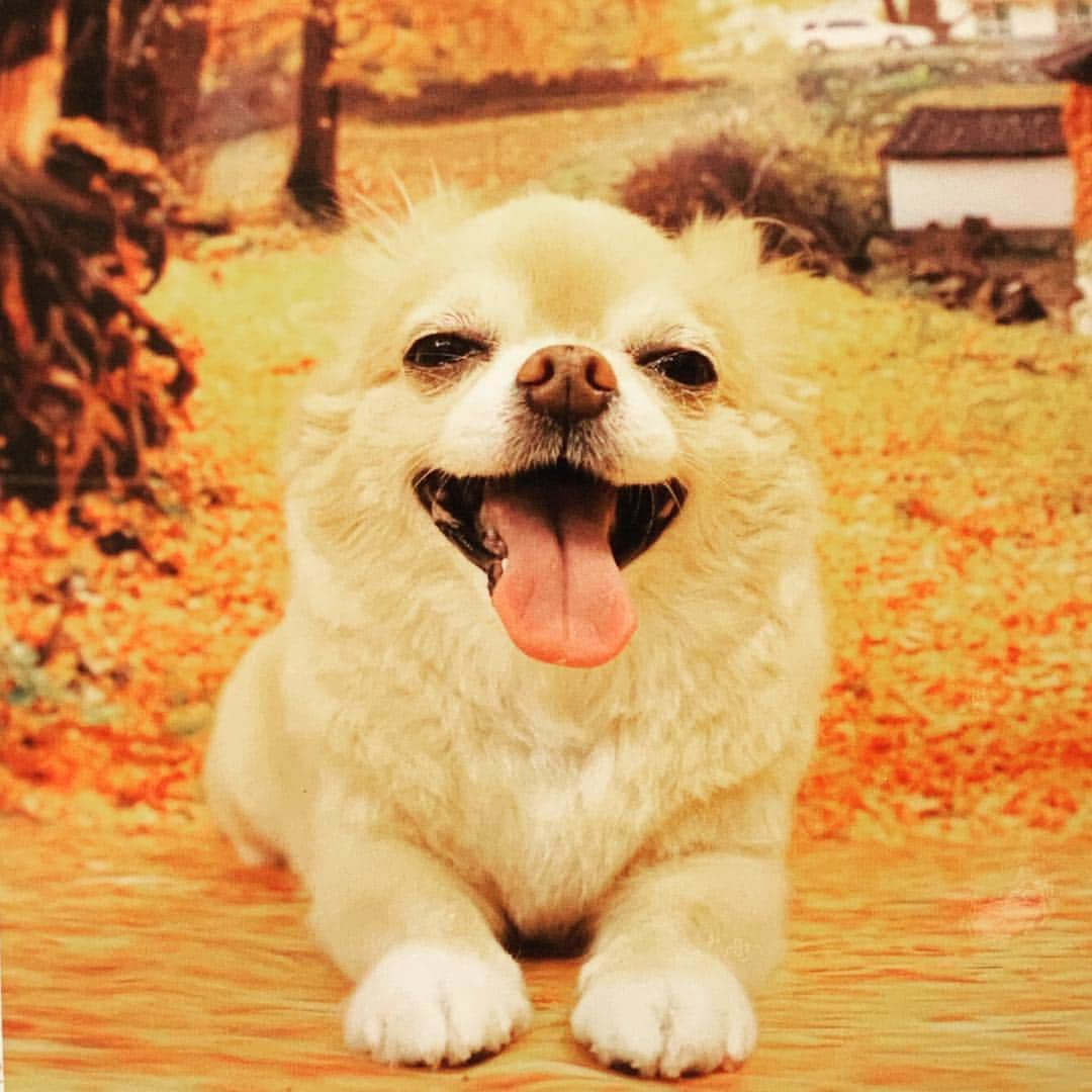 HISASHIさんのインスタグラム写真 - (HISASHIInstagram)「盛れてない！でも秋最高♪ #chihuahua #qoo」11月14日 22時20分 - hisashix