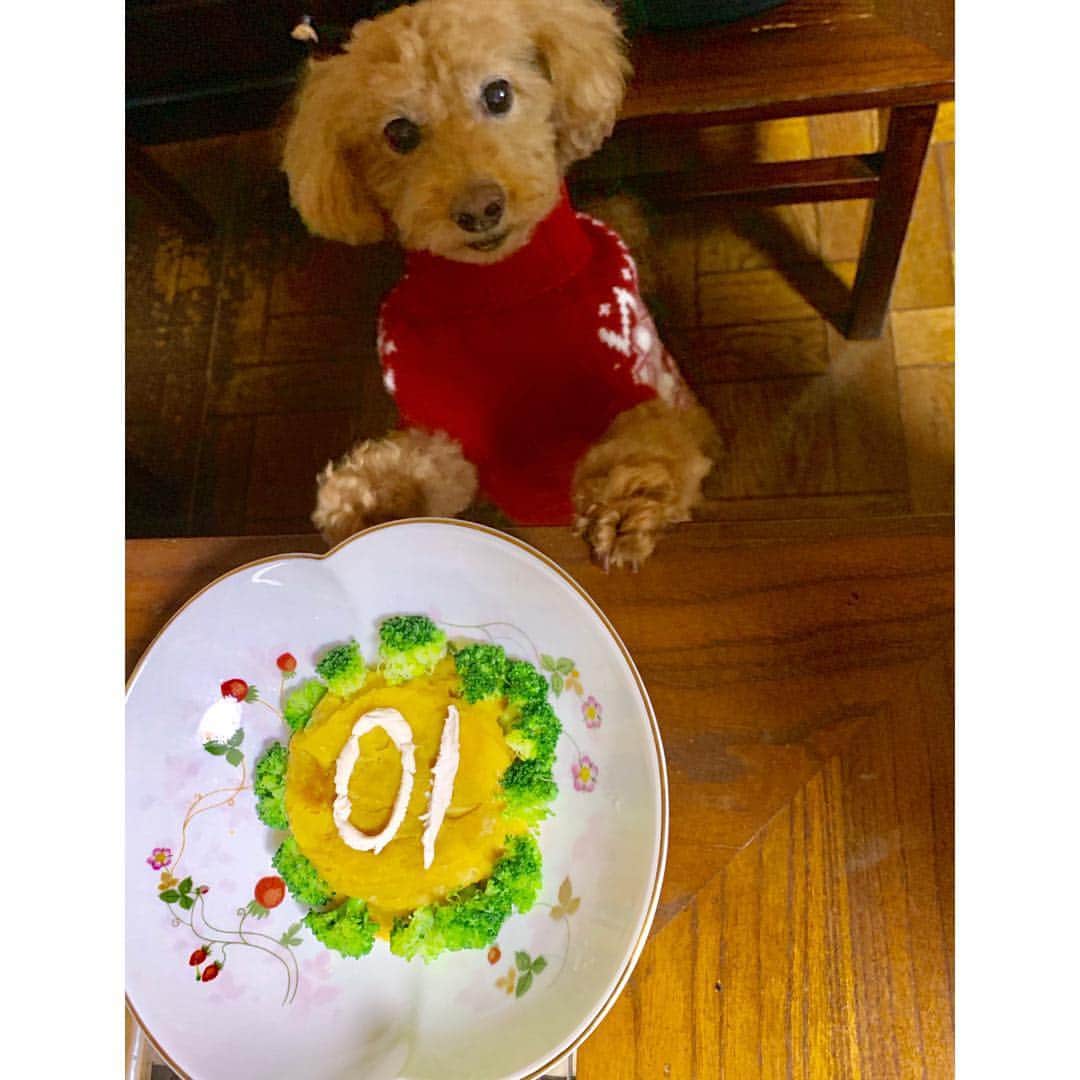 水野由紀のインスタグラム：「今日でパブロは10歳になりました。 子犬の時から可愛かったけど、愛しさはますばかりです^_^ 生まれてきてくれて、我が家に来てくれて有難う。  #家族 #誕生日 #トイプードル #パブロ #pablo #犬 #dog #犬のいる暮らし #愛犬 #おめでとう #大切 #可愛い #cute #poodle #トイプー」
