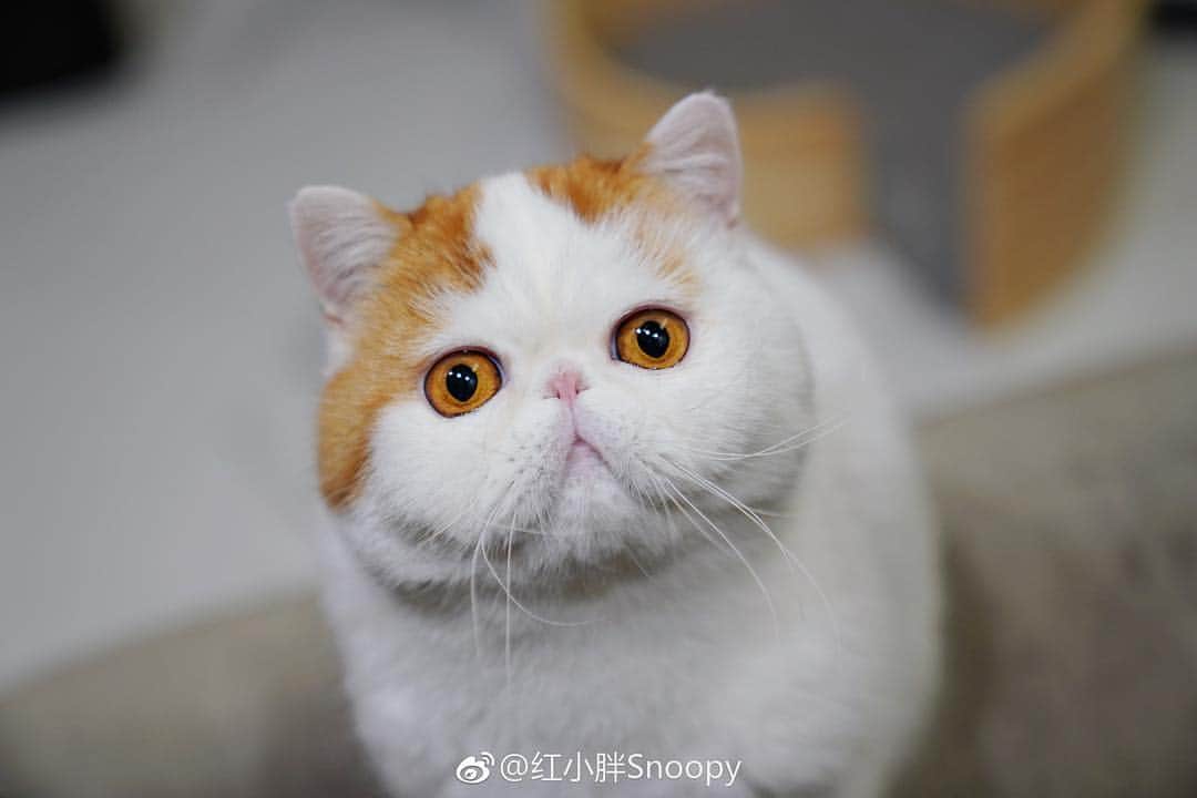 snoopyさんのインスタグラム写真 - (snoopyInstagram)「. . . . . #catsofinstagram #cats_of_world」11月15日 4時27分 - snoooopybabe