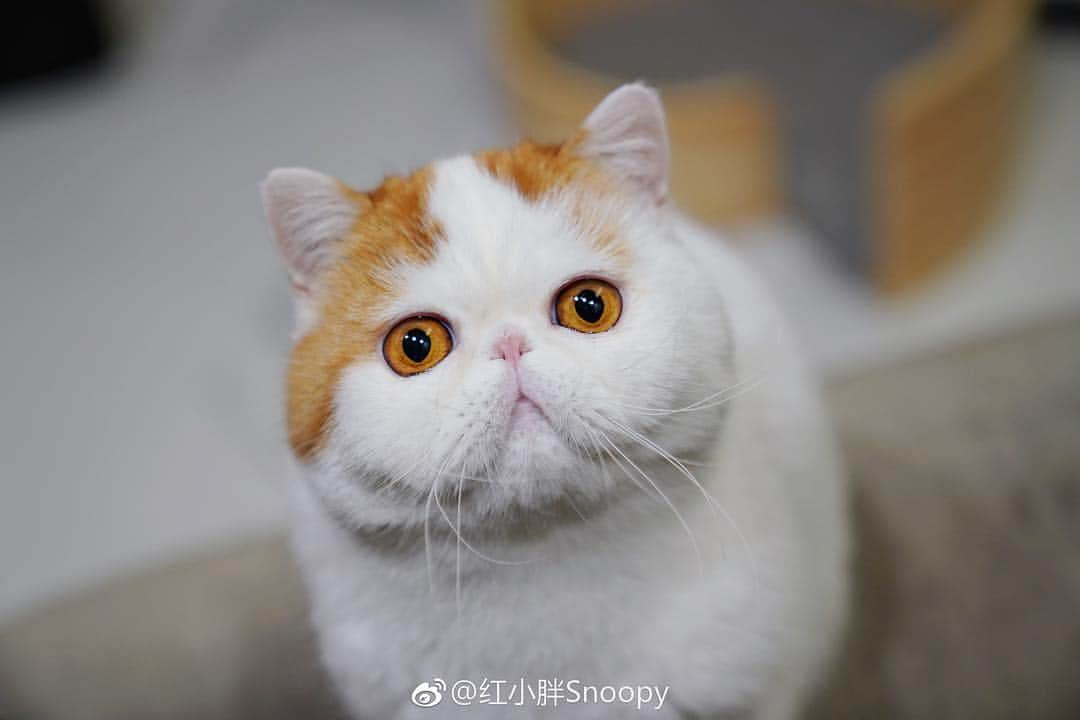 のインスタグラム：「. . . . . #catsofinstagram #cats_of_world」