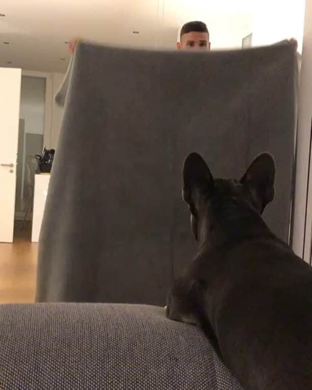 のインスタグラム：「😂 #frenchbulldog」