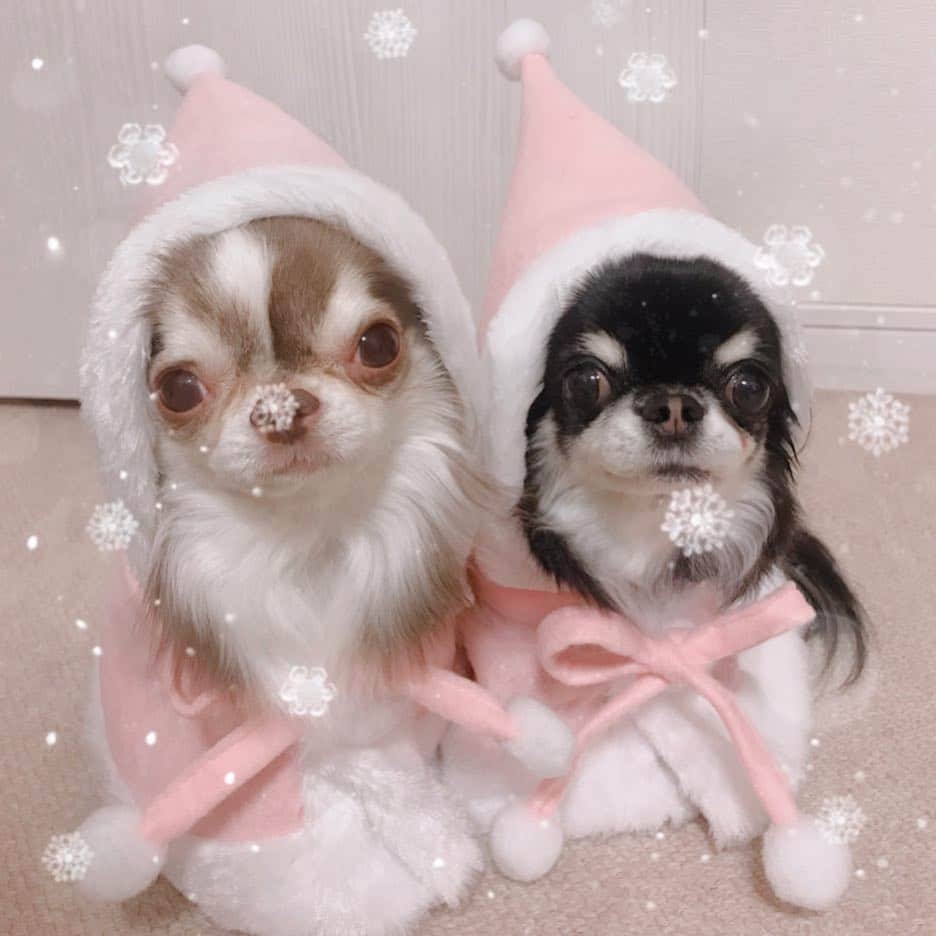 のインスタグラム：「* * おはめろちー💓 * * 3coinsのピンクのサンタケープ 可愛い〜❄️💓❄️💓❄️ * * Lychee💓Melon * * #3coins #chihuahua#chihuahualove#dogstgram#dog#instadog#チワワ#チワワ大好き * *」