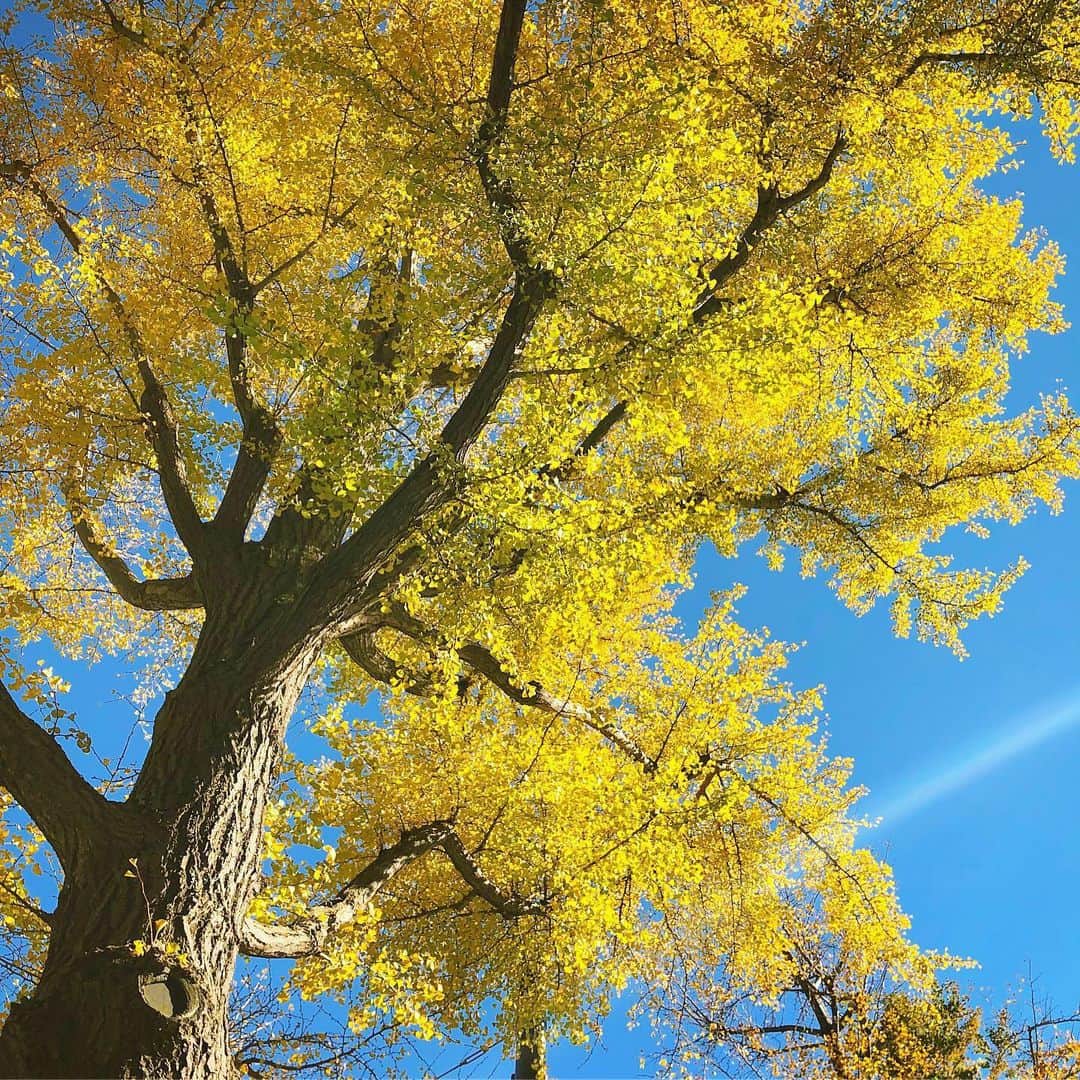 三倉佳奈さんのインスタグラム写真 - (三倉佳奈Instagram)「黄色の季節☺︎ わたしの好きな季節のひとつ✨ . . #いちょう #黄色い葉っぱと青い空 #いいお天気で気持ちいい🌈」11月15日 13時21分 - kana_mikura0223