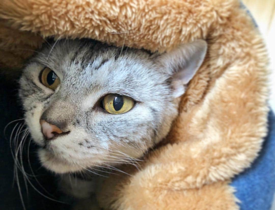 のインスタグラム：「⌘ #comfy  ｱﾄﾑ🐱『この場所の保全は任せときや✋🏼』」