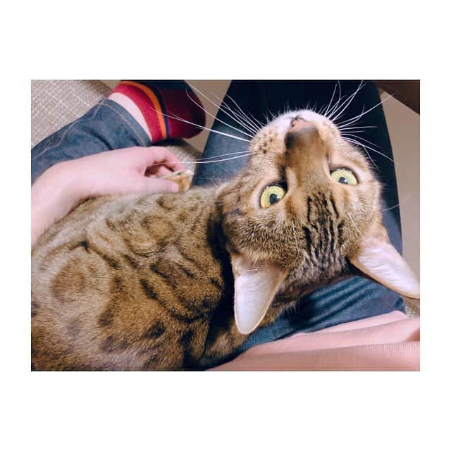 中島ヨシキさんのインスタグラム写真 - (中島ヨシキInstagram)「すぐひざの上に乗る。 #てとらbot」11月15日 22時12分 - yoshiki_n_626
