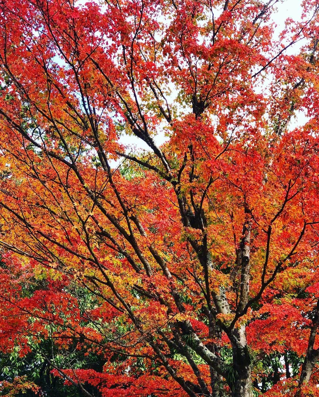 南美沙さんのインスタグラム写真 - (南美沙Instagram)「滋賀県に来ています✨. . 日吉大社の紅葉が🍁綺麗です✨. 来週〜再来週くらいがベストシーズンかも✨ 京都からもすぐだし、混みすぎてなく身が清められました。. . .  #滋賀#びわ湖#旅行#虹たび#大津市#観光#PR #beautifulsail」11月15日 13時29分 - miee.misa