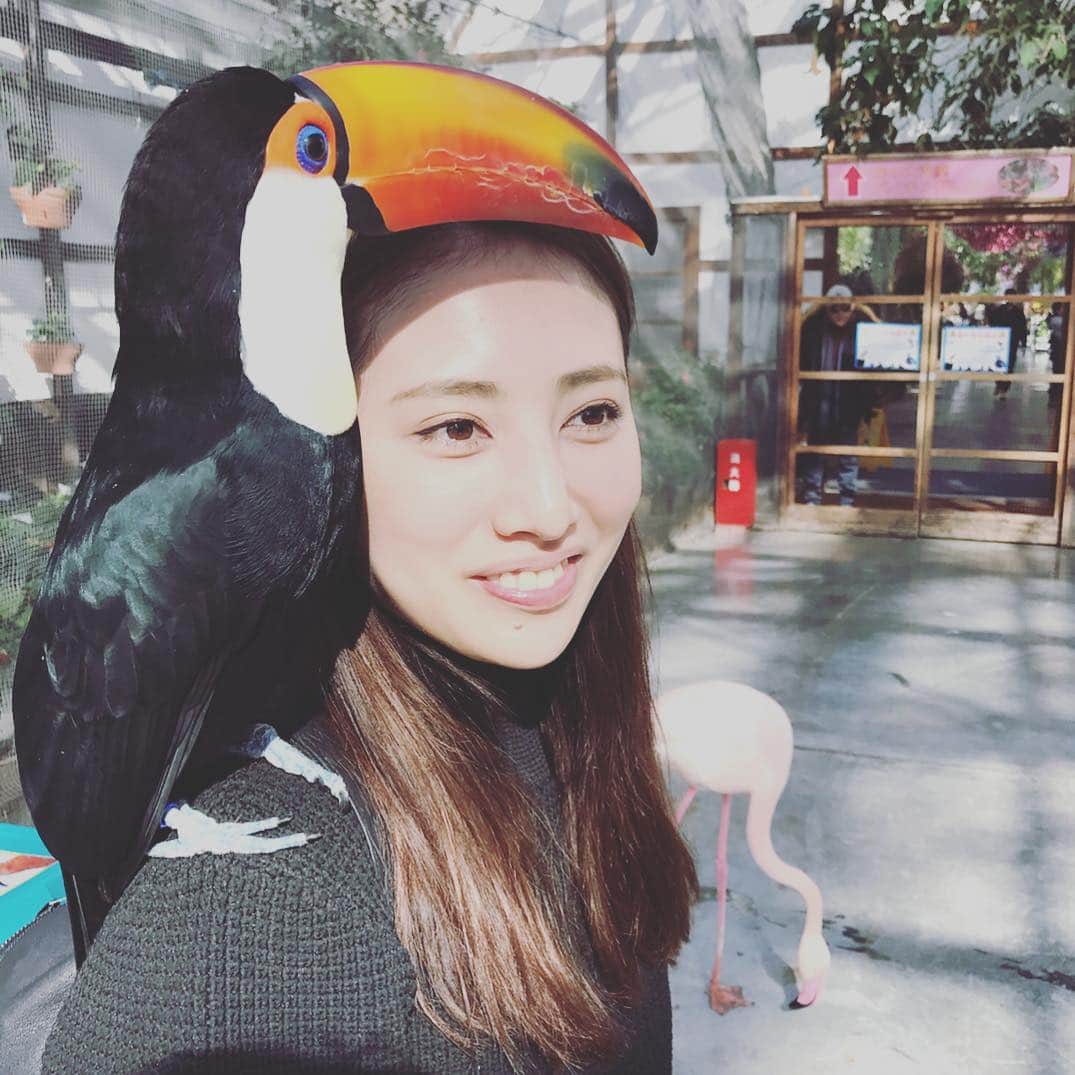 島村まみのインスタグラム：「また花鳥園に行きたいなぁ〜🕊 シンガポールのジュロンバードパークも行ってみたいな〜東京ドーム４個分の広さなんですって✨  #掛川花鳥園#jurongbirdpark#鳥好き#オニオオハシ」