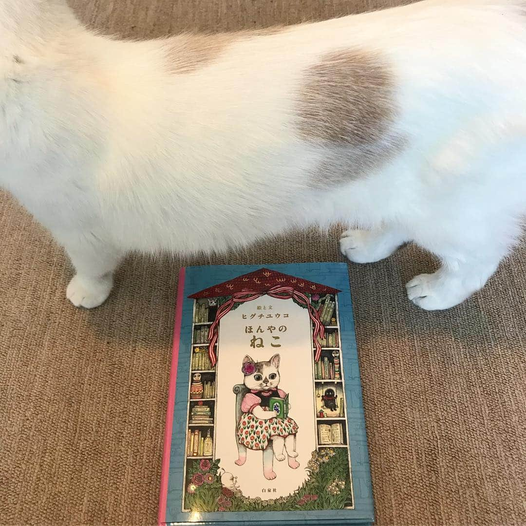 naoko nakuiさんのインスタグラム写真 - (naoko nakuiInstagram)「発売されました！『ほんやのねこ』#ヒグチユウコ」11月15日 17時28分 - shiromame