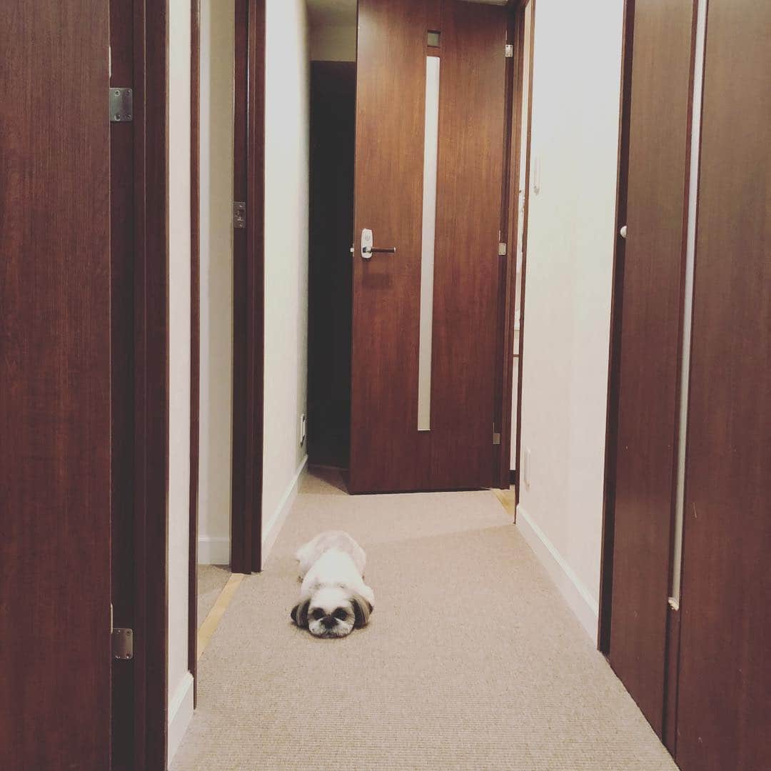 浜島直子さんのインスタグラム写真 - (浜島直子Instagram)「いま ぼくの おとうとが 💩してます。 きょうも あけっぱなしです。 鬼に チンコロ たべられないように きょうも こうして みはってます。 きっと あしたも みはってあげます。 みなさんも 鬼に チンコロ たべられないように きをつけてください🐶 ・ #ピピちゃん #シーズー #元保護犬」11月15日 19時14分 - hamaji_0912