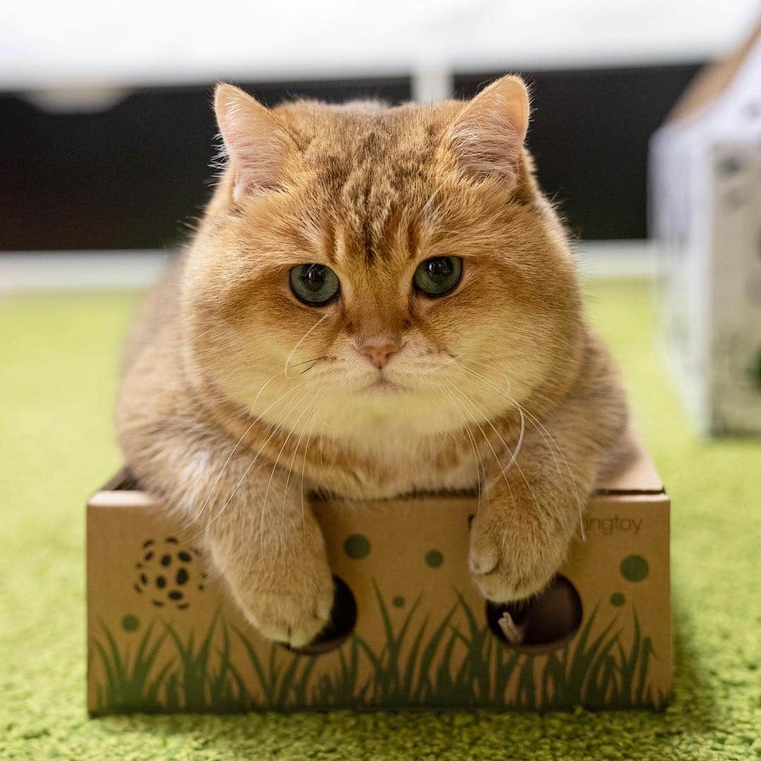 Hosicoさんのインスタグラム写真 - (HosicoInstagram)「It is very necessary to close all the holes in this box 🗳」11月16日 16時59分 - hosico_cat