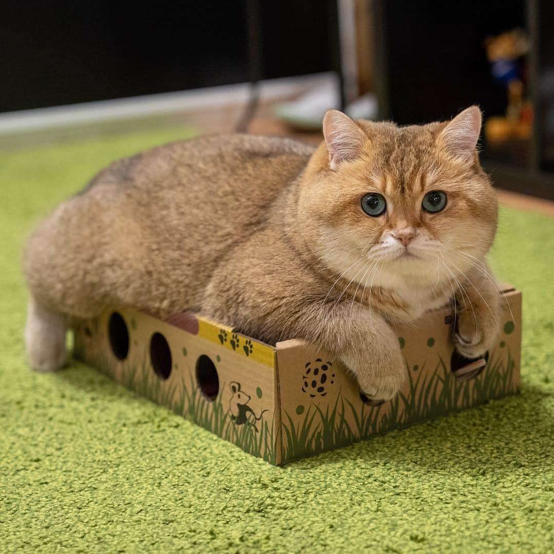 Hosicoさんのインスタグラム写真 - (HosicoInstagram)「It is very necessary to close all the holes in this box 🗳」11月16日 16時59分 - hosico_cat