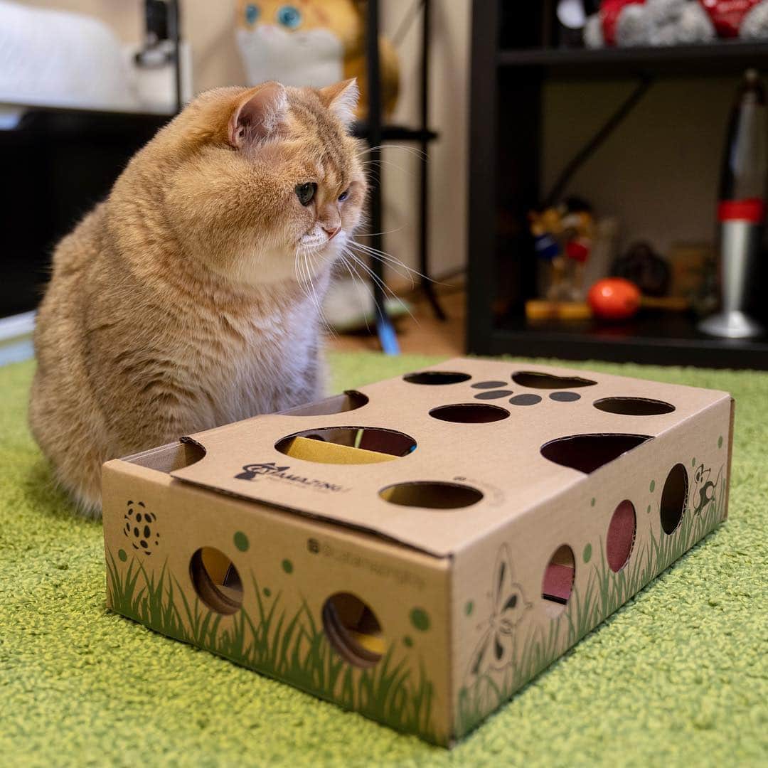 Hosicoさんのインスタグラム写真 - (HosicoInstagram)「It is very necessary to close all the holes in this box 🗳」11月16日 16時59分 - hosico_cat