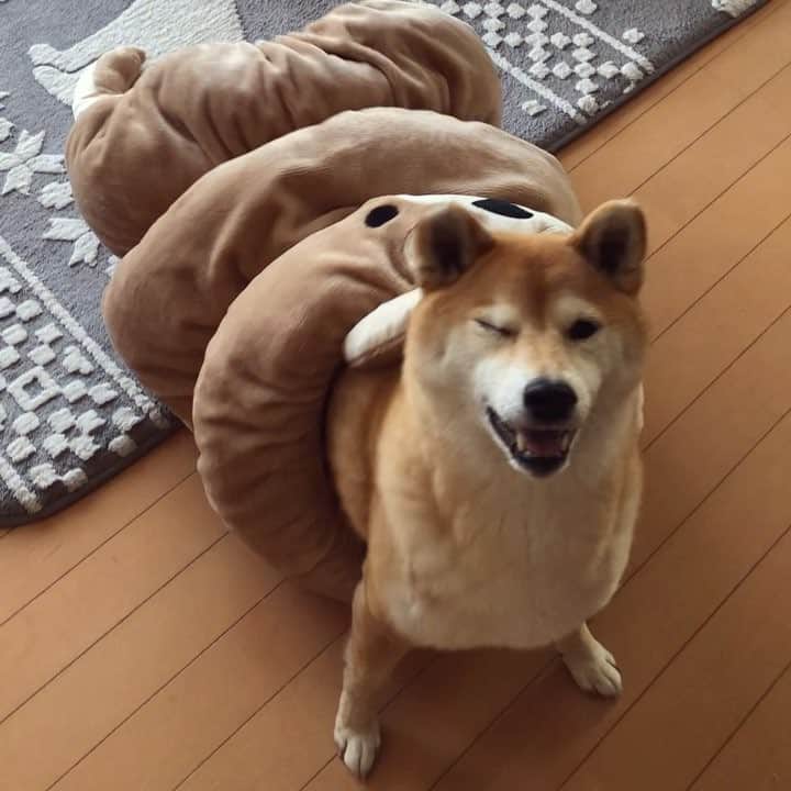 マロたんのインスタグラム：「おやつください！ #shiba #shibainu #しまむら #安心価格2900円 #20日まで30パーオフ #2030円」