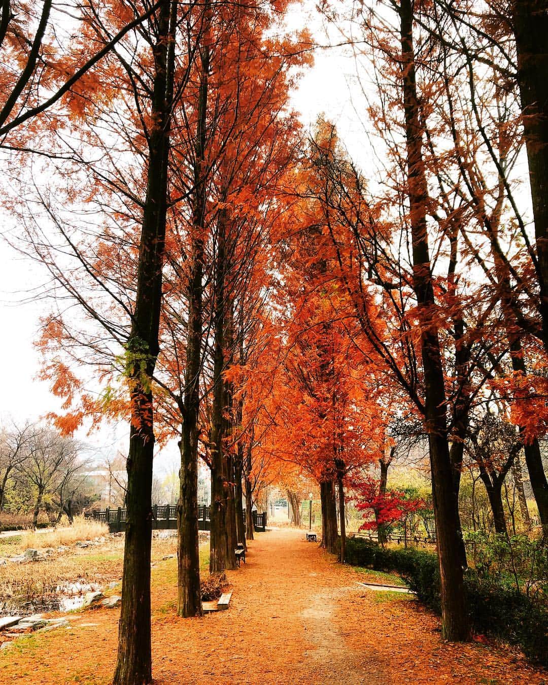 のインスタグラム：「🍁」