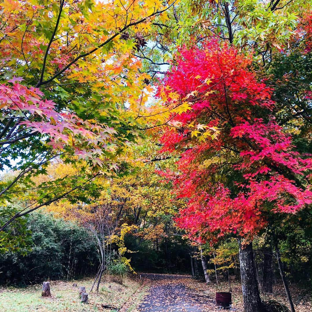 森永製菓のインスタグラム：「【 #お出かけエンゼル 〜那須編〜】 那須に行ってきました。 今年は暖かいですが、朝晩がきちんと寒いので、とても紅葉がきれいでした。 もみじの色がとても鮮やかで青い空に紅葉が映えますね。 心が洗われる景色でした。 . 実は紅葉前にも行ったのですが、その時は澄んだ空気の中、エンドレス栗拾い。 吊り橋にも。 マイナスイオンたっぷりで癒されました。 . #森永 #森永製菓 #morinaga #お出かけ #ドライブ #旅行 #栃木県 #栃木 #那須 #紅葉 #もみじ #空が青い #リフレッシュ #秋 #秋を見つける #栗拾い #吊り橋 #癒し #マイナスイオン #秋桜 #コスモス」