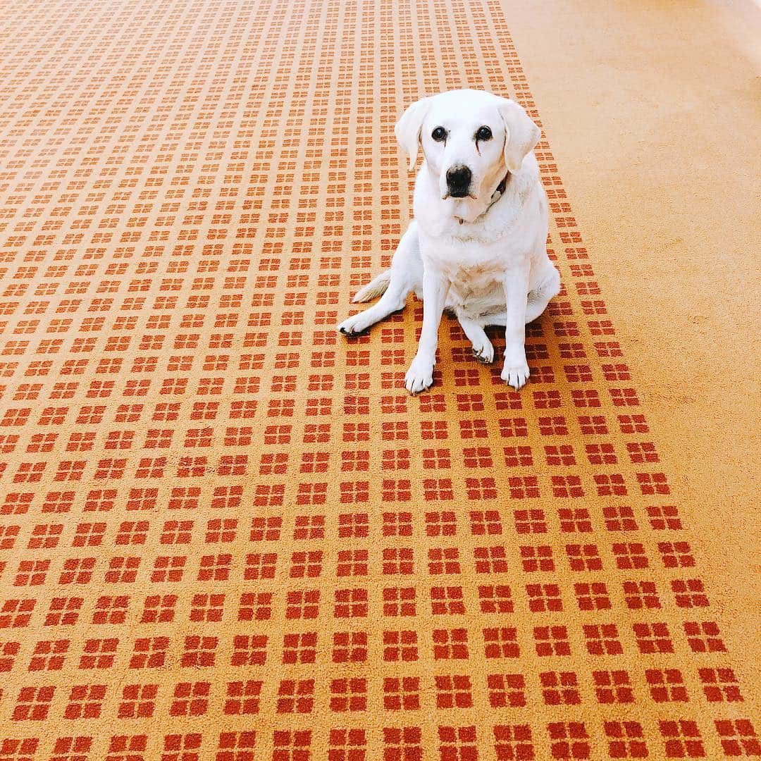 森下千里のインスタグラム：「. 待ってくれると嬉しい胸きゅん😆 . . #dog #dogs #ワンチャン #バーディ #可愛い #おすわり #待ってるスタイル」