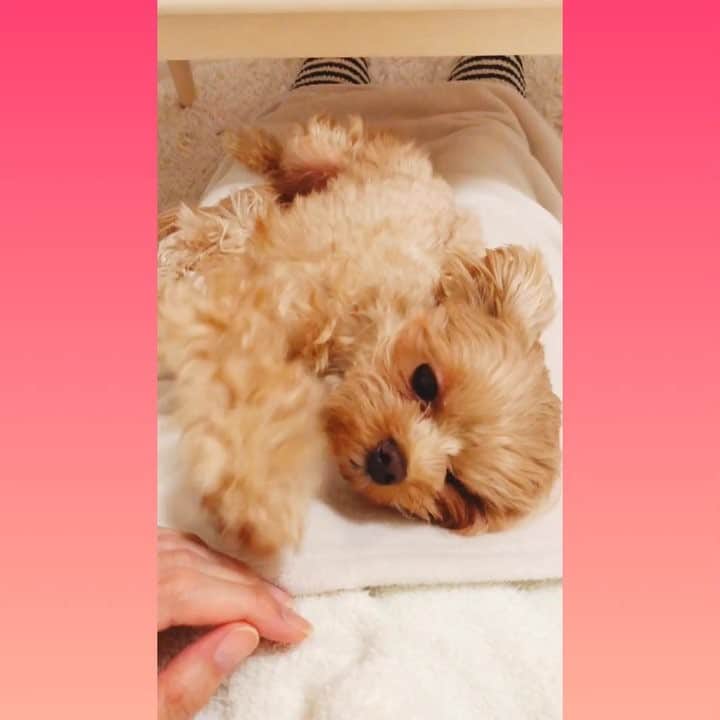 蔵歩実のインスタグラム：「うちのこかわいすぎない？💕 #ハク #男の子 #甘えんぼ #マルプー」