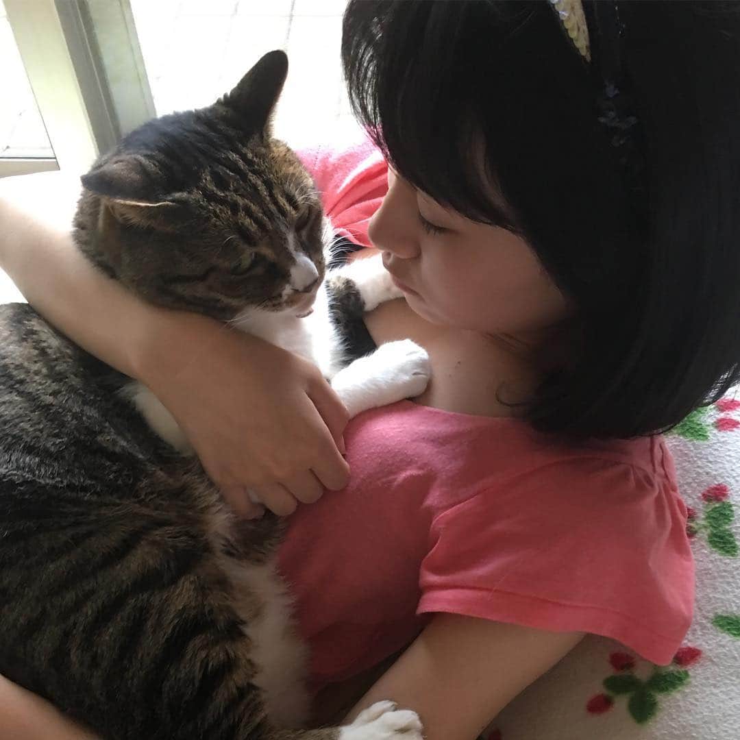 前野えまさんのインスタグラム写真 - (前野えまInstagram)「毎日お見送りとお出迎えをしてくれて、勉強の監視もしてくれる、甘えん坊で優しい家族ちゃん達🐈  #猫 #猫好きな人と繋がりたい  #前野えま」11月17日 5時28分 - maeno_ema