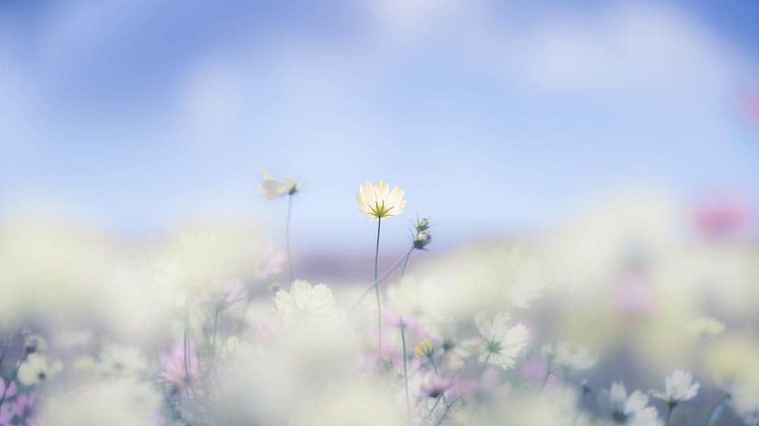 花の写真館のインスタグラム：「Photo by @bamboo1739. https://instagram.com/bamboo1739/ . Original Post[投稿頂いたURL] https://www.instagram.com/p/Bp-kJnMFsX7/ . 本アカウントは、 #私の花の写真 をつけてInstagramに投稿された皆さまの花の写真や、「花の写真館」Facebookページで投稿された花の写真を紹介します。 「花の写真館」Facebookページは、「 @floral.photograph 」のプロフィールにあるURLからご覧ください。 . #花の写真館 #floralphotograph #floralphoto #flower #flowers #富士フイルム #FUJIFILM Follow: @floral.photograph」