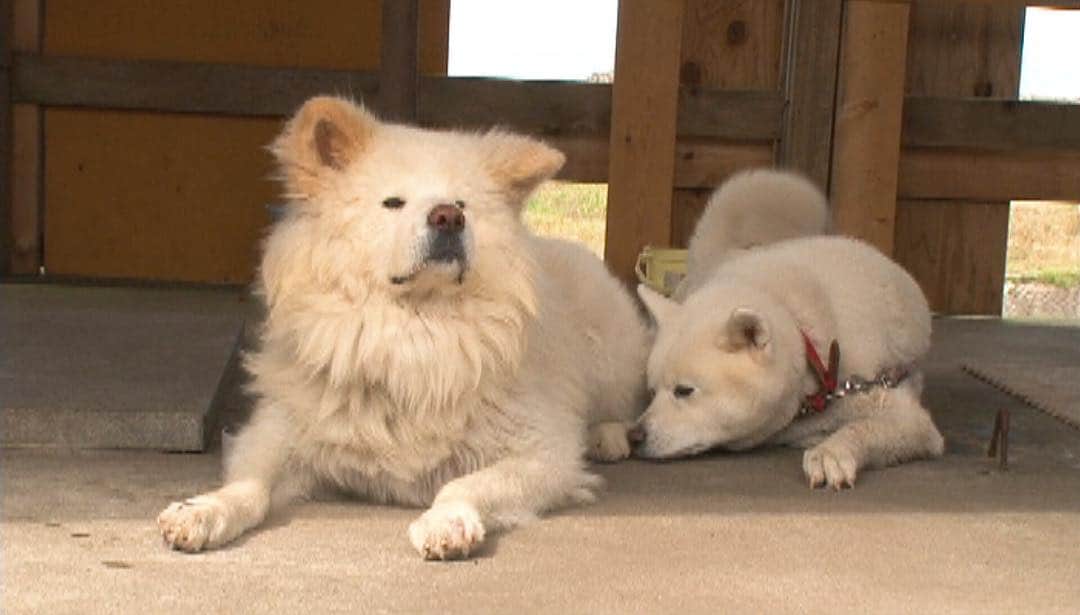 天才 志村どうぶつ園さんのインスタグラム写真 天才 志村どうぶつ園instagram わさお家族に事件 動物と話せる女性ハイジが解説します 志村どうぶつ園 動物と話せるハイジ わさお つばき ちょめ 青森 11月17日放送 11月17日 13時50分 Minnano Zoo Ntv