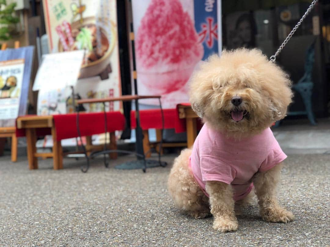 IMALUさんのインスタグラム写真 - (IMALUInstagram)「田舎料理 吉野で #出会ったワンコ🐶 ミルクちゃん #豊川稲荷 #霊狐塚 #とよかわタイムス #ひがしみかわ #ヒガソザ」11月17日 15時49分 - imalu_0919