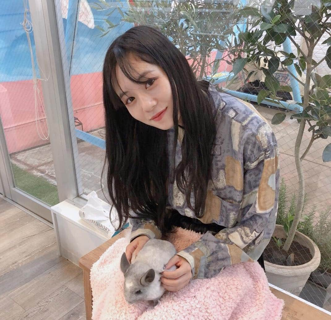 伊藤萌々香さんのインスタグラム写真 - (伊藤萌々香Instagram)「🦔♪ #かなり前の写真  #ハリネズミカフェ  #ハリネズミ #チンチラ」11月17日 17時01分 - momoka_ito_