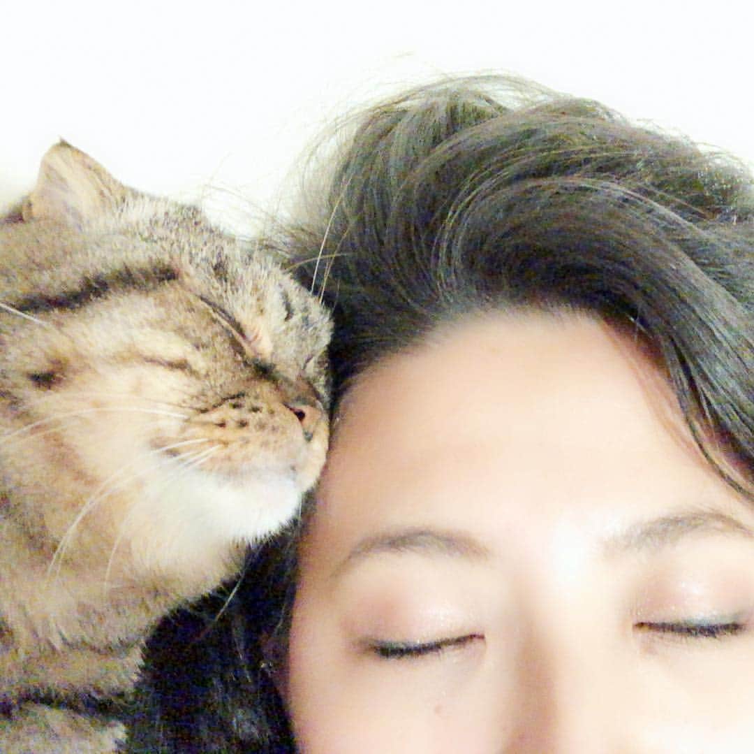 矢部あやのインスタグラム：「我が家のレイちゃんはくっつきたがり。 おかげで昨夜は電気点けたまま寝ちゃったよ。 幸せだったからたまにはしょうがない。 ・ #しあわせな時間 #ねことの暮らし #スコティッシュフォールド」