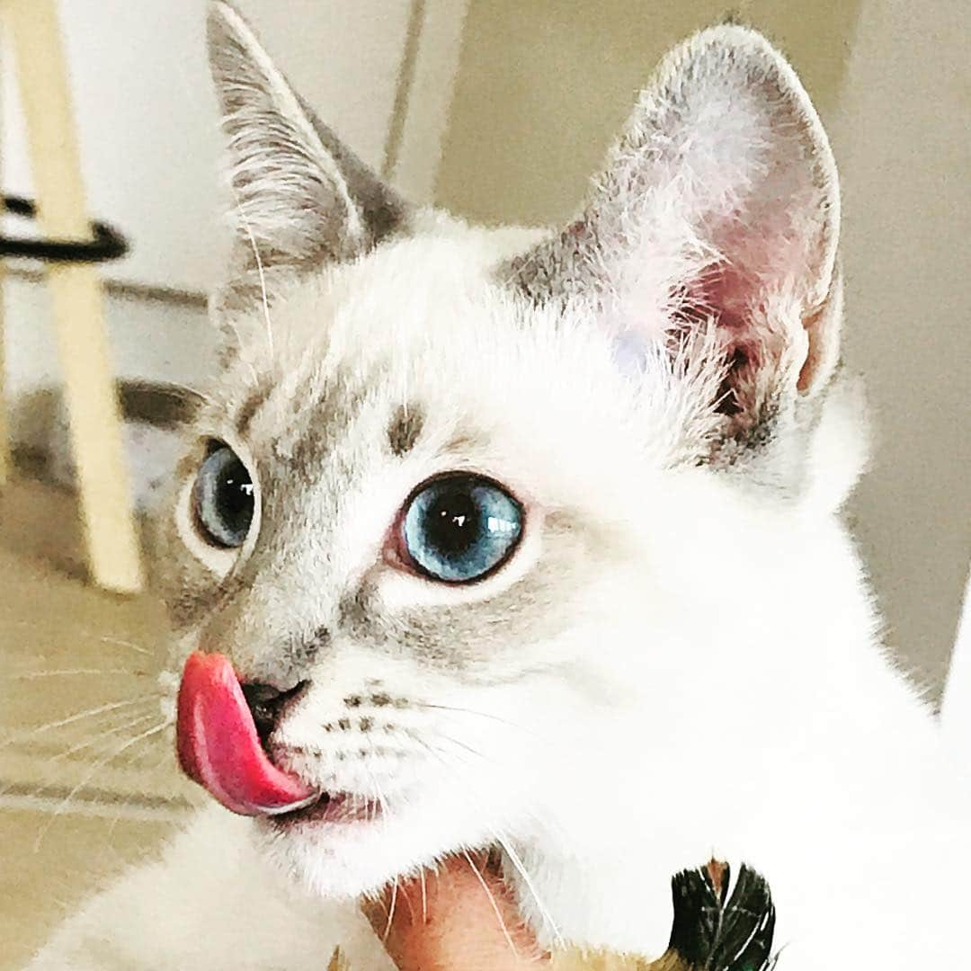 アリアネ・フリードリヒのインスタグラム：「Ohne Worte 🤣❤️ #thaikatzenvomtempelgarten #BlueboyvomTempelgarten #Thaikatze #Katzenzucht #mythaidiamond #mythaidiamondcattery #katze #cat #thaicat」