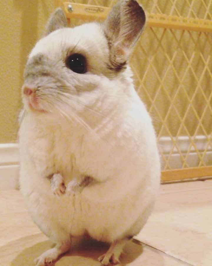 Mr. Bagelのインスタグラム：「Huh? What? Where?! #MrBagel 😂 #chinchilla」