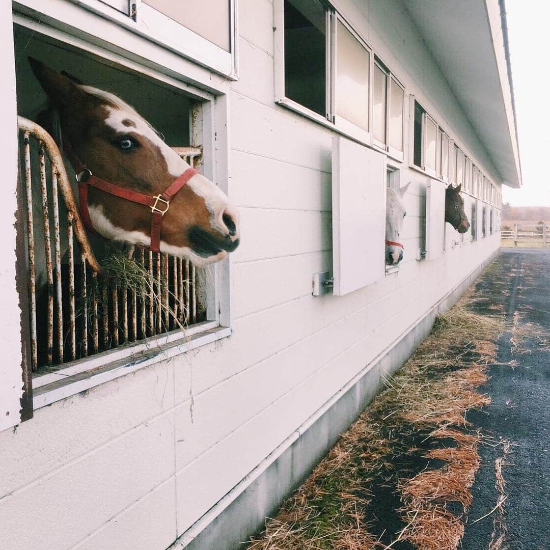 藤井祥子さんのインスタグラム写真 - (藤井祥子Instagram)「→つづき  夜たくさん食べて眠った後、 早起きして会いに行ったmemuにいる馬さんたち。 白い子がこきんじ、 茶色い子がペーター、 茶色×白い模様の子はサニーオレンジ🐴 ペーターはツンデレらしいです。  元競走馬の牧場だった場所なので、馬関連施設が残っていてかっこいい…  #memuearthhotel #メムアースホテル #horse#馬」11月18日 10時26分 - shoco_fuji