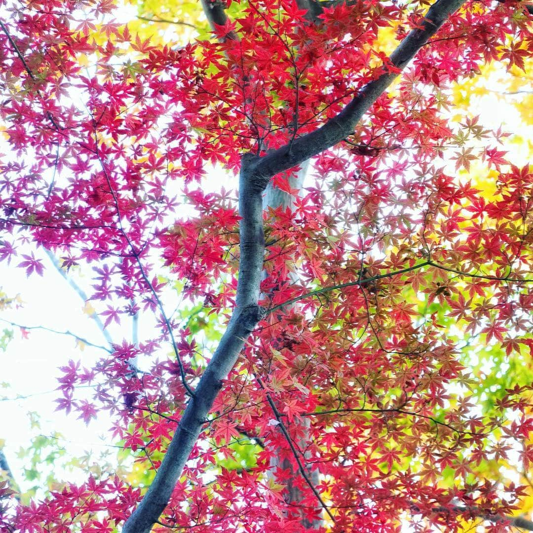 アンミカさんのインスタグラム写真 - (アンミカInstagram)「今年初の紅葉狩りへ🍁夫婦で高尾山へ⛰ 紅葉は一分咲きでしたが、そのグラデーションがとても美しい、今だけの季節を堪能❤️ 来週以降にまた登って、真っ赤な高尾山が見たい🍁🍁🍁 。 #麓はワンピだけでも暑かったのに山頂はかなり冷えます！ #行きの景色の銀杏も美しい🍂 #行きはリフトで帰りはケーブルカーに乗り景色を楽しみました #日本一の傾斜のケーブルカーの下りはかなり刺激的❤️ #紅葉狩り投稿続きます #高尾山 #紅葉狩り #夫婦登山 @theodoremillertokyo」11月18日 11時04分 - ahnmikaofficial