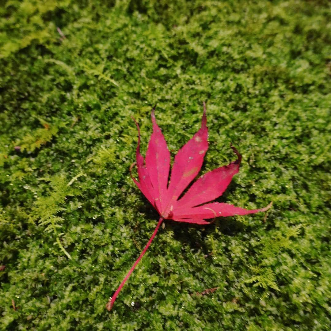 アンミカさんのインスタグラム写真 - (アンミカInstagram)「今年初の紅葉狩りへ🍁夫婦で高尾山へ⛰ 紅葉は一分咲きでしたが、そのグラデーションがとても美しい、今だけの季節を堪能❤️ 来週以降にまた登って、真っ赤な高尾山が見たい🍁🍁🍁 。 #麓はワンピだけでも暑かったのに山頂はかなり冷えます！ #行きの景色の銀杏も美しい🍂 #行きはリフトで帰りはケーブルカーに乗り景色を楽しみました #日本一の傾斜のケーブルカーの下りはかなり刺激的❤️ #紅葉狩り投稿続きます #高尾山 #紅葉狩り #夫婦登山 @theodoremillertokyo」11月18日 11時04分 - ahnmikaofficial