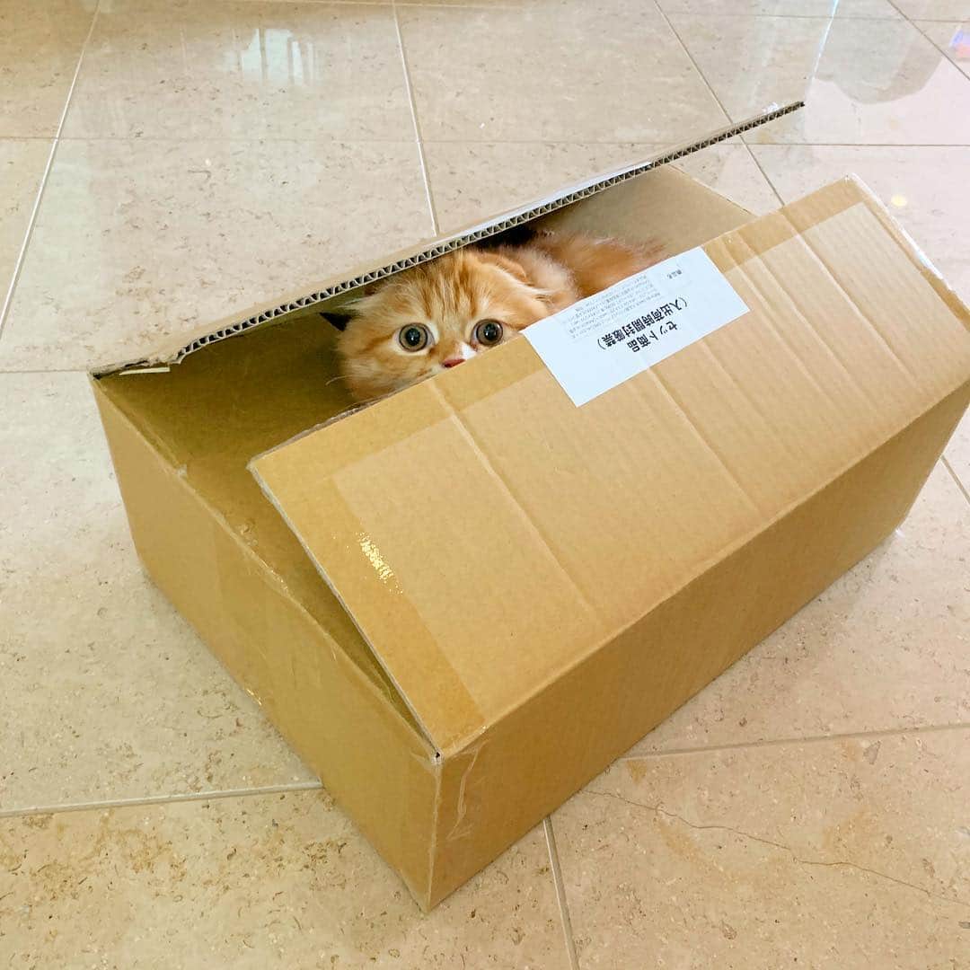 のインスタグラム：「ひょっこりもふこ  #もふこ #猫 #かわいい」