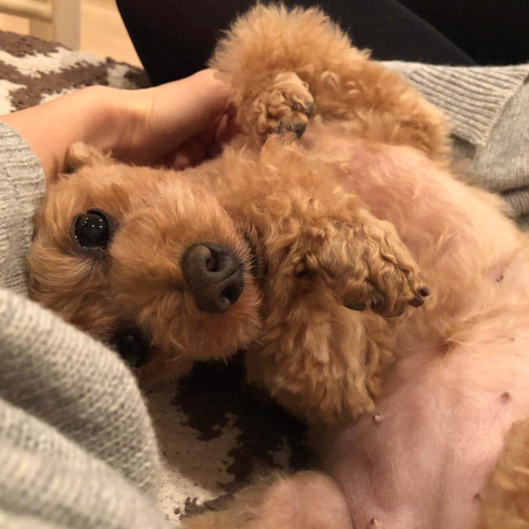 宮崎宣子さんのインスタグラム写真 - (宮崎宣子Instagram)「常にぴったり🐶💕 甘えん坊犬❤️ #甘えん坊犬 #トイプードル #犬好きな人と繋がりたい #愛犬 #アロハ便り #toypoodle #toypoodles」11月18日 18時02分 - miyazaki_nobuko