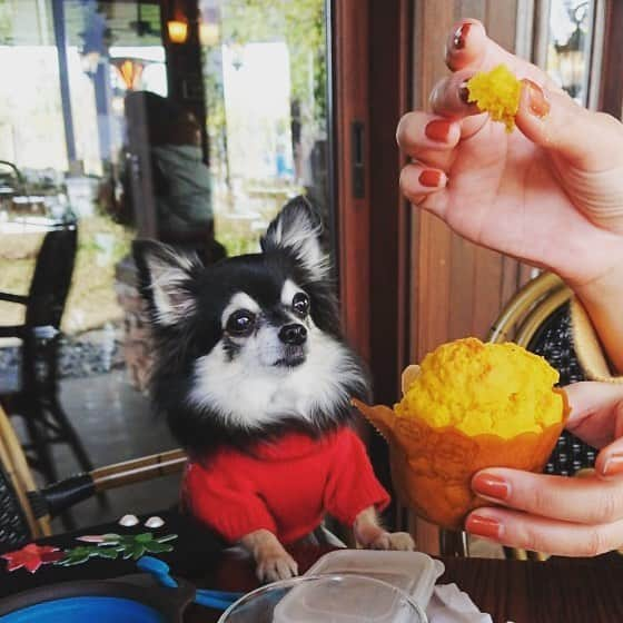 小野真弓さんのインスタグラム写真 - (小野真弓Instagram)「食欲の秋🍰 マフィンに夢中。春夏秋冬年中夢中。 #チワワ#ハナちゃん #食いしん坊#犬用マフィン#さつまいもとかぼちゃ#いぬすたぐらむ #いぬばか部 #chihuahua #dogstagram #doglover#ペニーレインつくば  ハナちゃんも赤ニット(o^^o) かーたんとペアルック出来るね😂」11月18日 19時44分 - hanaharuaroi