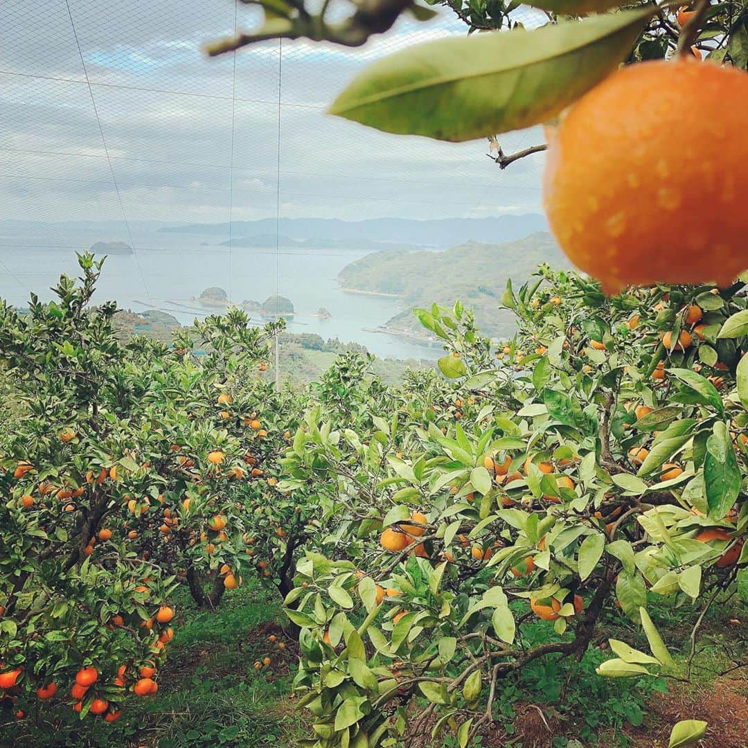 平野ノラさんのインスタグラム写真 - (平野ノラInstagram)「あたしもみかんも食べごろよ🍊🍊🍊 #みかんとあたし #衣装もみかんに寄せた #愛媛県宇和島市 #温州みかん #ニノファーム  #二宮新治さん #甘くてジューシーで #おったまげの美味しいさ #平野ノラ #食べごろ」11月19日 16時39分 - noranoranora1988