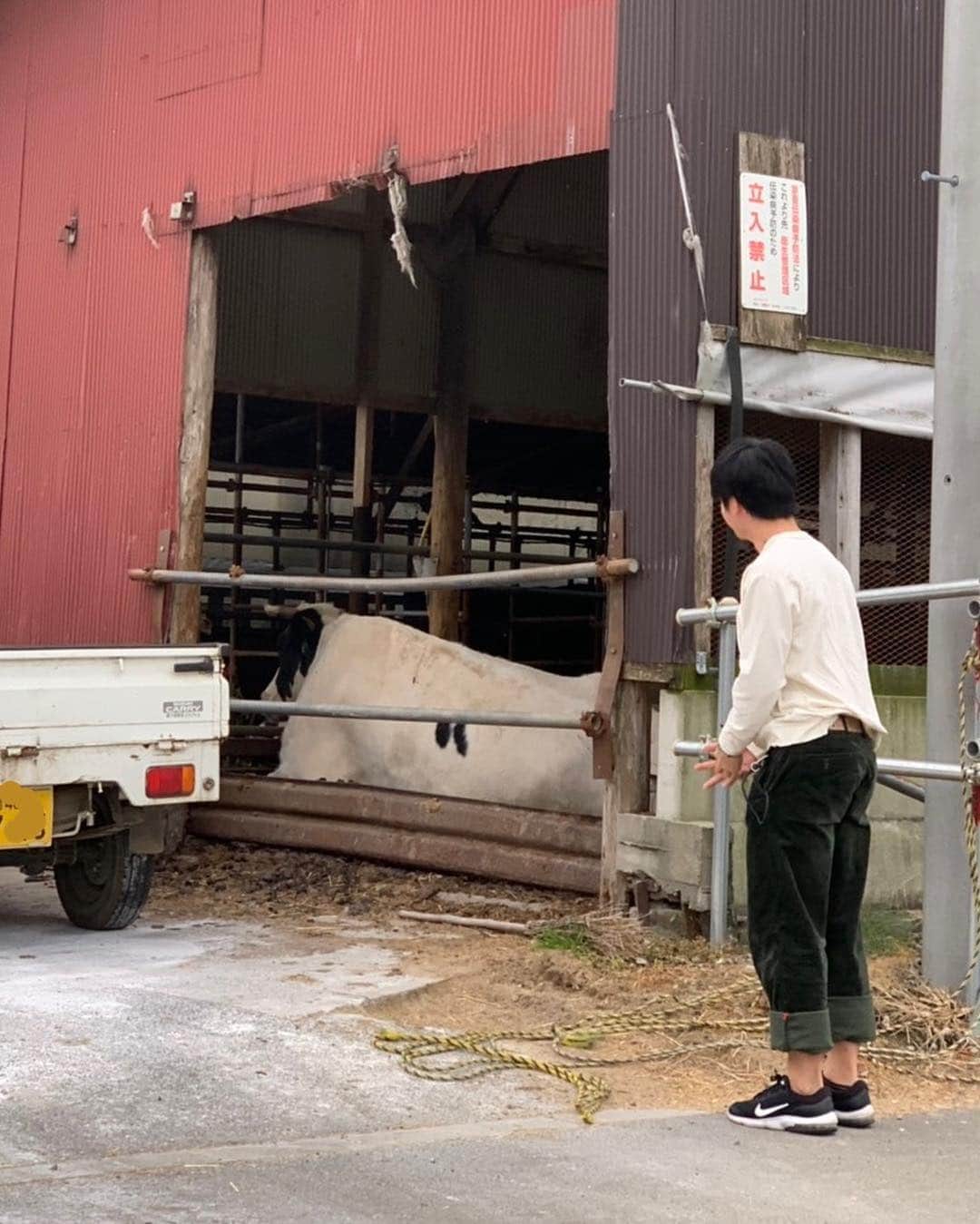 すしらーめん《りく》さんのインスタグラム写真 - (すしらーめん《りく》Instagram)「「お勤めご苦労様です！！」 動物さんが好き過ぎて、気付いたら帰り道牛くんに挨拶してました。 因みに、牛くんが唯一話せる日本語は「草生える」でした。」11月19日 17時32分 - sushi_riku