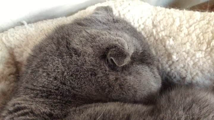 Baconのインスタグラム：「You know you’re a true cat lady when you film your cat sleeping!🤣🥰💤 How cute is the Bacon noise. #catvid #sleep #snooze #sleepingbeauty」