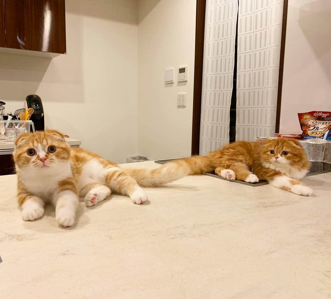 HIKAKINのインスタグラム：「なんや？？？ #まるお #もふこ #かわいい #猫 #フォロー」