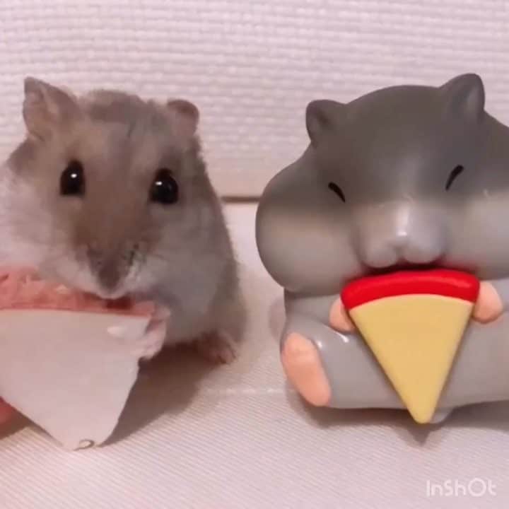 小桃音まいのインスタグラム：「もぐもぐ動画🍎 どっちがおぬしでしょう？🐹 #ハムスター #ハムスターのいる生活 #ハムスター部 #ハムスター動画 #hamster #hamsters #hamstergram #hamsterlove #りんご #もぐもぐ #ジャンガリアンハムスター #そっくりさん」